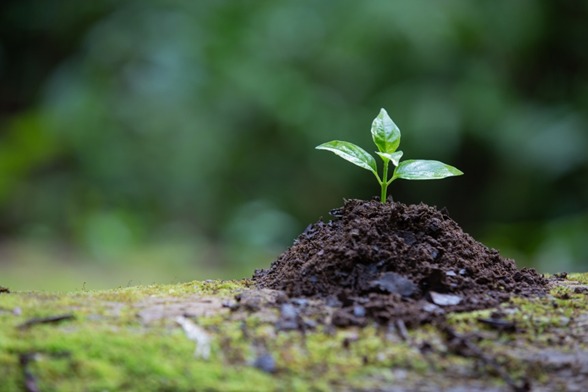 Bio Fertilizers For Wheat – Devamrut Agrotech