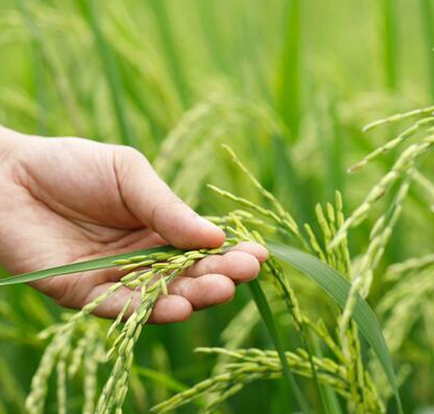 Residue Free Farming